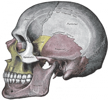 diagram of a skull