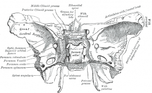 diagram of the pelvic region of a skeleton